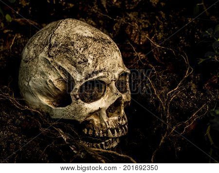 Beside of human skull buried in the soil with the roots of the tree on the side. The skull has dirt attached to the skull.concept of death and Halloween