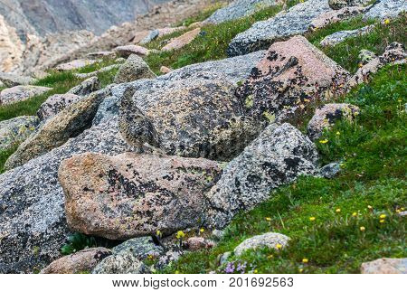 A Well Camouflaged White-tailed Ptarmigan Blending in with its Surroundings