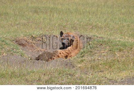 Spotted hyena in den, looking backwards. One ear is hurt.
