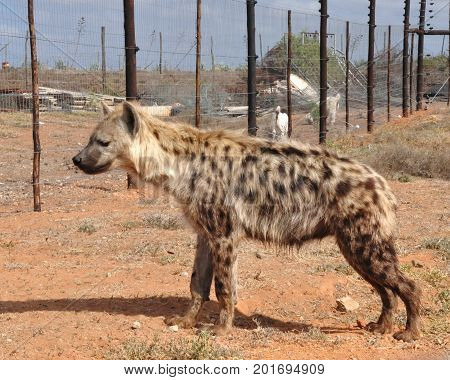 Spotted hyena looking at some domestic animals nearby