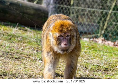 The Berber monkey looking at the meadow for his little baby monkey