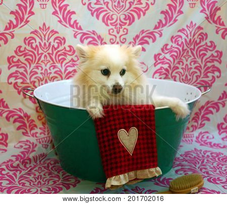 Dog Bath. A happy Pomeranian dog ready to take a bath in the tub. He is wearing a shower cap and has a scrub brush and bar of soap ready to use. Dog Bath Time.
