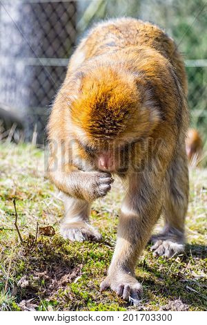 The Berber Monkey is looking for something to eat on the meadow