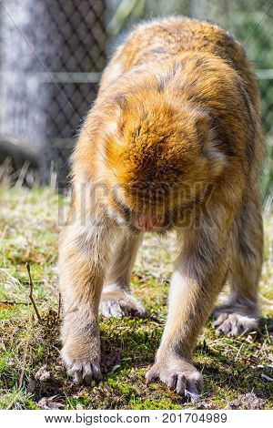 The Berber Monkey is looking for something to eat on the meadow