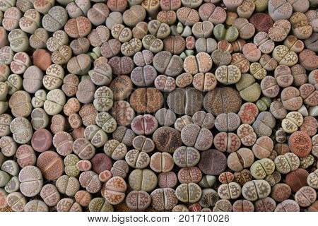 Various of lithops otzeniana,or hallii background .