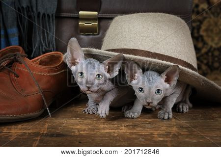 Two sweet Don Sphinx kitten crawled under the hat indoors