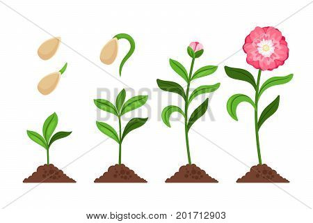Pink flower growth and flourish process icons. Vector illustration