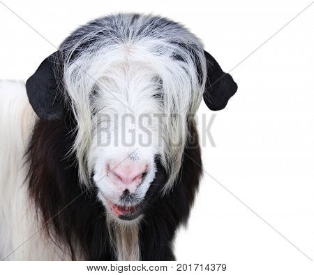 Goat muzzle of black and white color. Isolated on white background