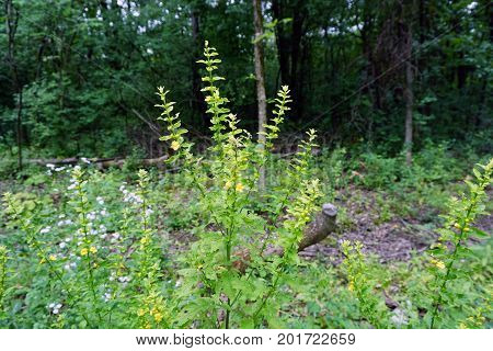 Common yellow monkeyflower (Erythranthe guttata) blooms in the Hammel Woods Forest Preserve in Shorewood, Illinois, during July.