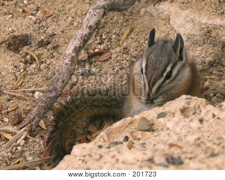 Chipmonk