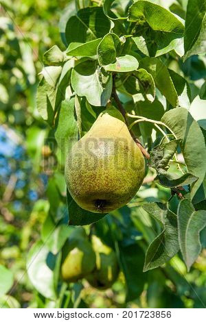 Shiny Delicious Pears Hanging From A Tree Branch In The Orchard..