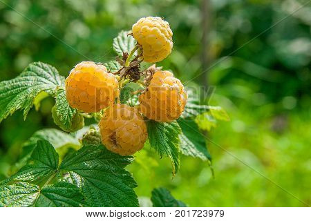 Close Up Of The Ripe And Unripe Yellow Raspberry In The Fruit Garden. Growing Natural Bush Of Yellow
