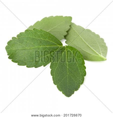 Stevia leaves pieces isolated om white background cut out.