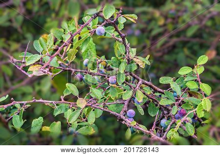 Blackthorn Or Sloe Berries And Branches Background