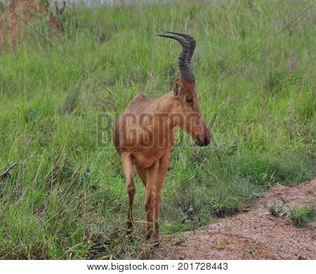 A topi looking right in a fresh green landscape