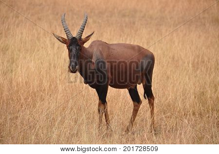 A red hartebeest looking directly into the camera