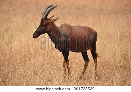 A red hartebeest looking left in a dry landscape