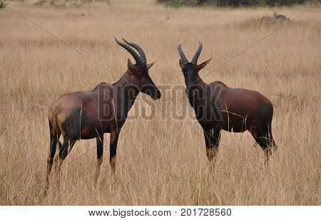 pair of red hartebeest nicely lined up