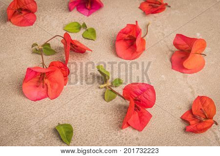 Bougainvillea flower. Bloom pink bougainvillea on old concrete background