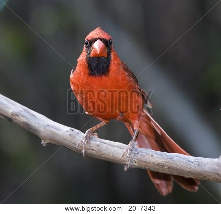 Cardinale fissando la telecamera