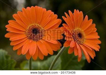 Gerber daisies