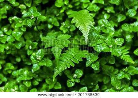Natural background of green mint and leavers of fern. Flora of the rainforest. Selective focus.