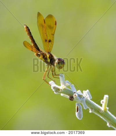 Libellula su un ramo.