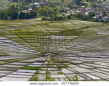 View from above of unique Spider's Web Rice Fields on the Indonesian island of Flores.The shape is used traditionally to divide land fairly amongst families and symbolises harmony
