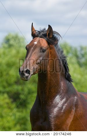 Retrato del semental trakehner bay