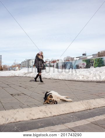 Orenburg, Russia, March 28, 2010. Spring. Sunny Day. A Homeless Dog Is Basking In The Sun On The Bac
