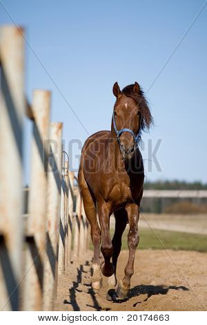 horse running