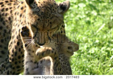 チーターの子供と母親