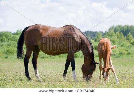 Trakehner yegua y potrillo en campo