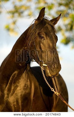 Retrato de joven trakehner semental