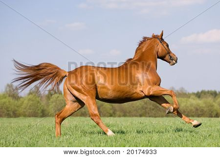 ม้า chestnut galloping ในฟิลด์