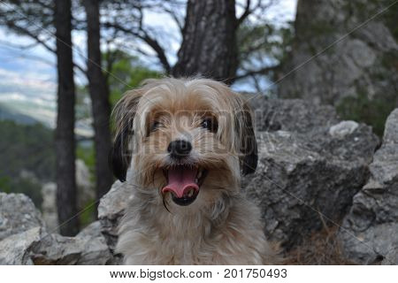 Yuka is a seven years old dog