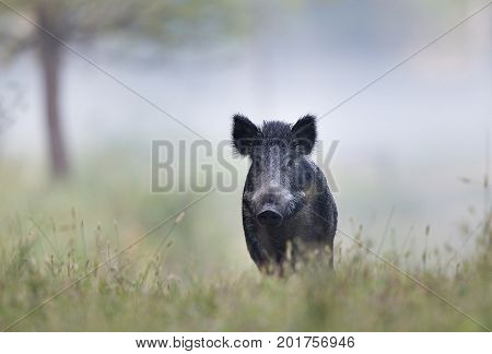 Wild Boar In Fog