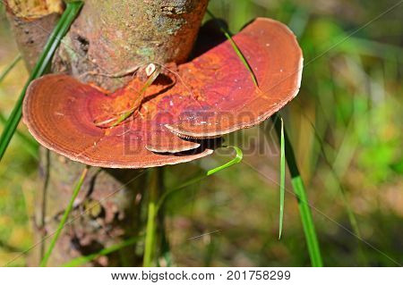 red daedaleopsis tricolor mushroom on a tree