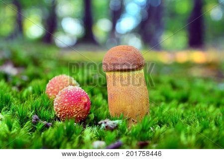 small Leccinellum lepidum mushroom in the forest