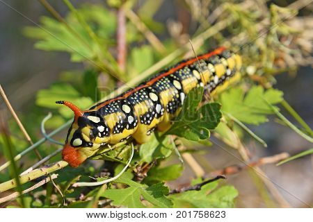 gallium sphinx spurge hawk moth caterpillar in the forest