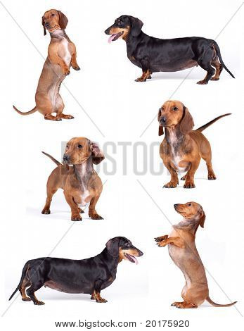 Muitos Dachshunds, estando na frente de fundo branco, studio shot
