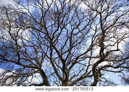 Enormous oak on a cloudy background in Winter