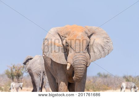 Close-up of an african bull elephant Loxodonta africana in North-Western Namibia