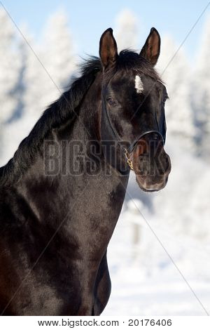 Sort trakehnerhingsten i vinter