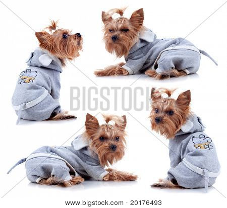 Yorkshire Terrier w sukni z przodu białe tło, łapka