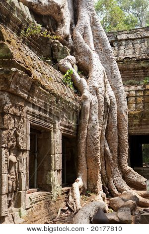 Ta Phrom Templo