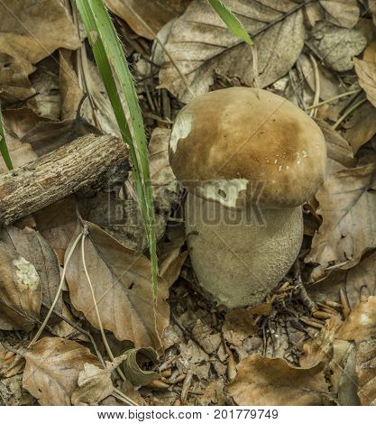 Bolete mushroom in summer leaf dark forest