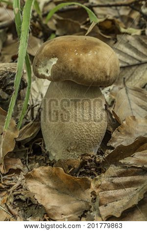 Bolete mushroom in summer leaf dark forest