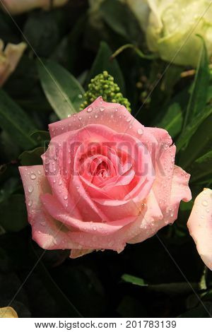 Big pink rose with water drops after a rainshower