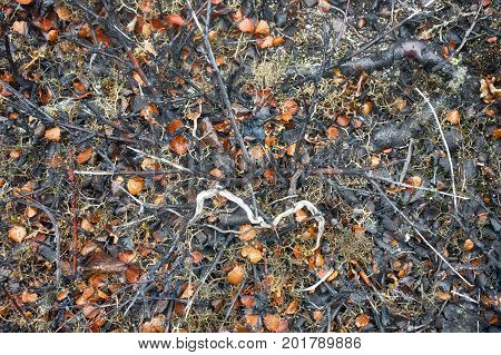Creeping Juniper Dwarf Birch Forms The Leaf. Lapland